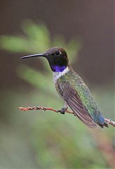 Black-chinned Hummingbird